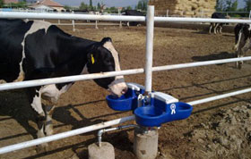 süt sığırı su ihtiyacı