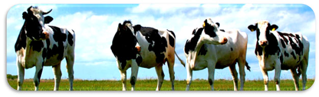 süt sığırı yetiştiriciliği